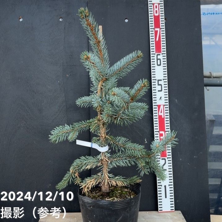 現品お届け】ピセア プンゲンス ホプシー 7号（6）｜花木04-PA | 花木