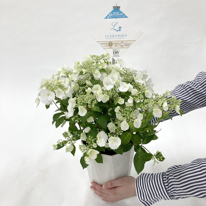 母の日ギフト2025 アジサイ ラグランジア ブライダルシャワー 6号｜鉢