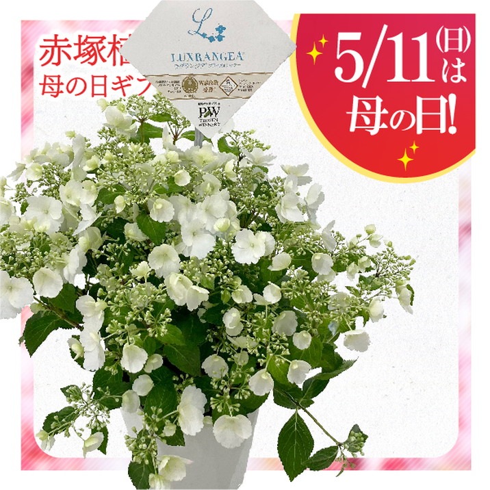 【大株】ブライダルシャワー 6号鉢 紫陽花 ラグランジア 大株】ブライダルシャワー 6号鉢 紫陽花 ラグランジア