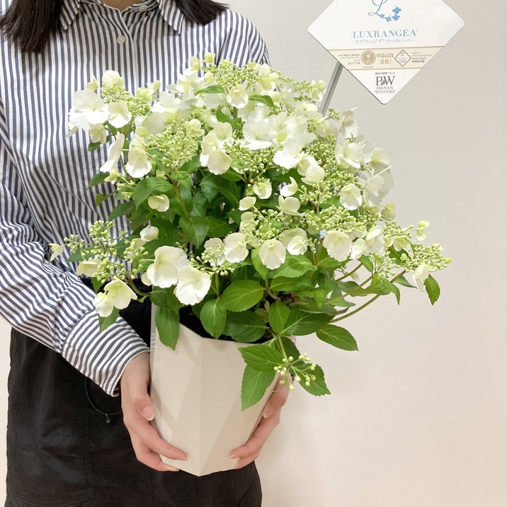 母の日ギフト2025 アジサイ ラグランジア ブライダルシャワー 6号｜鉢