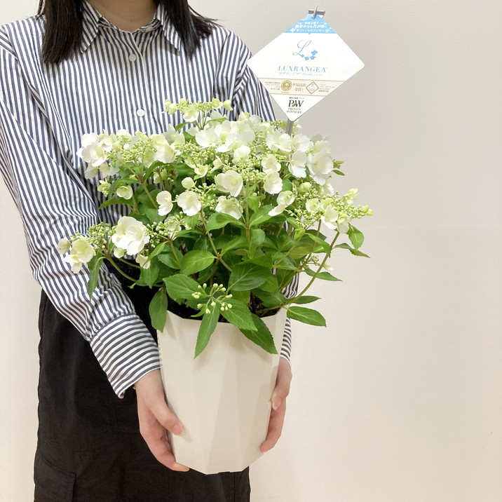 aihana＊garden 出品 母の日ギフト2025 アジサイ ラグランジア ブライダルシャワー 6
