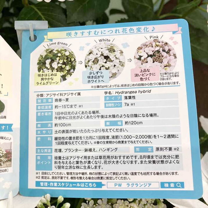 母の日ギフト2025 アジサイ ラグランジア ブライダルシャワー 6号｜鉢