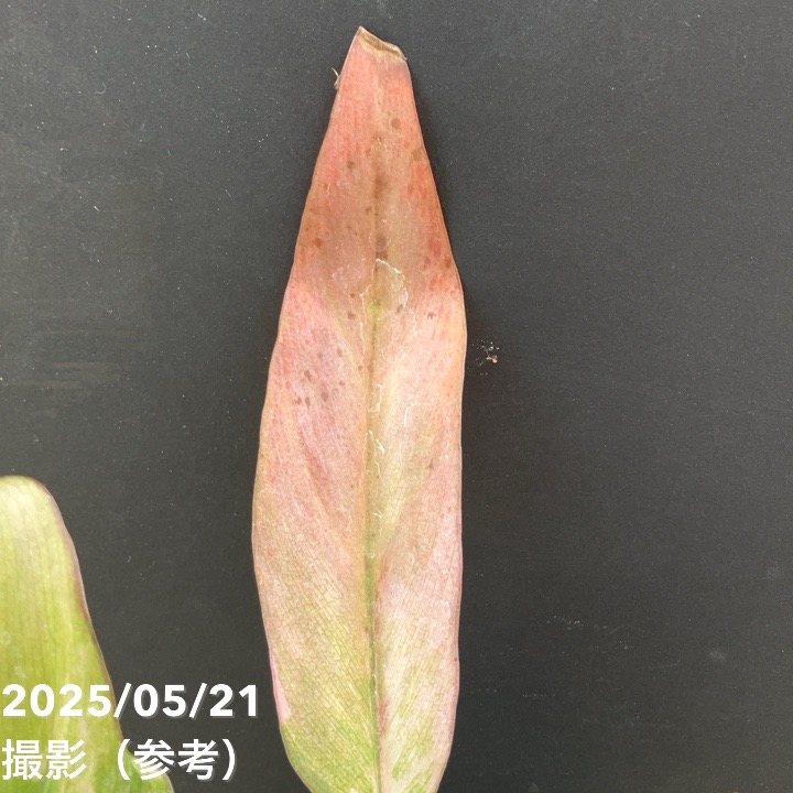 フィロデンドロン キャラメルマーブル 4号|観葉10-TU