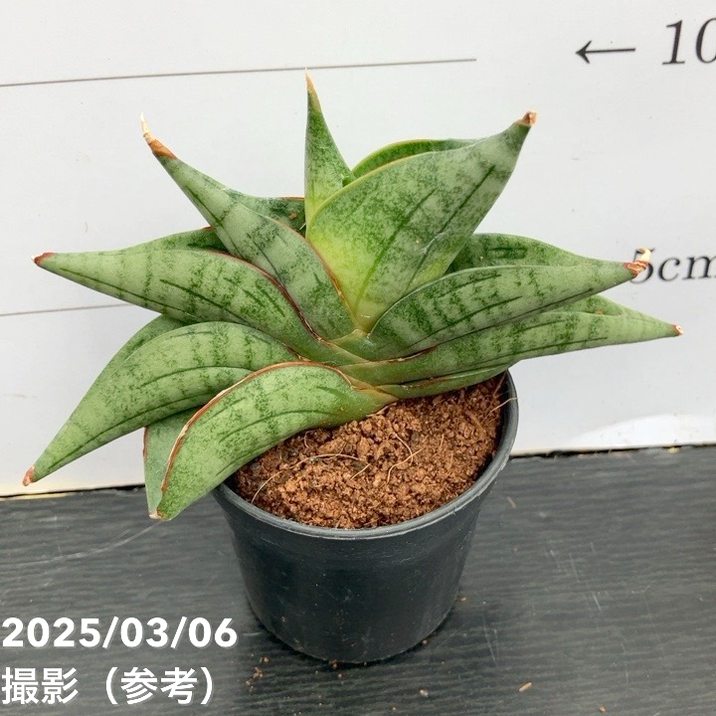 EMP サンセベリア Yard Pi Rune / SA389 EMP サンセベリア Yard Pi Rune / SA389 EMP サンセベリア Yard Pi