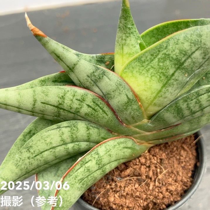 サンスベリア 6-7cmポット ヴィエンヌ Vienne 生産鉢仕様｜観葉
