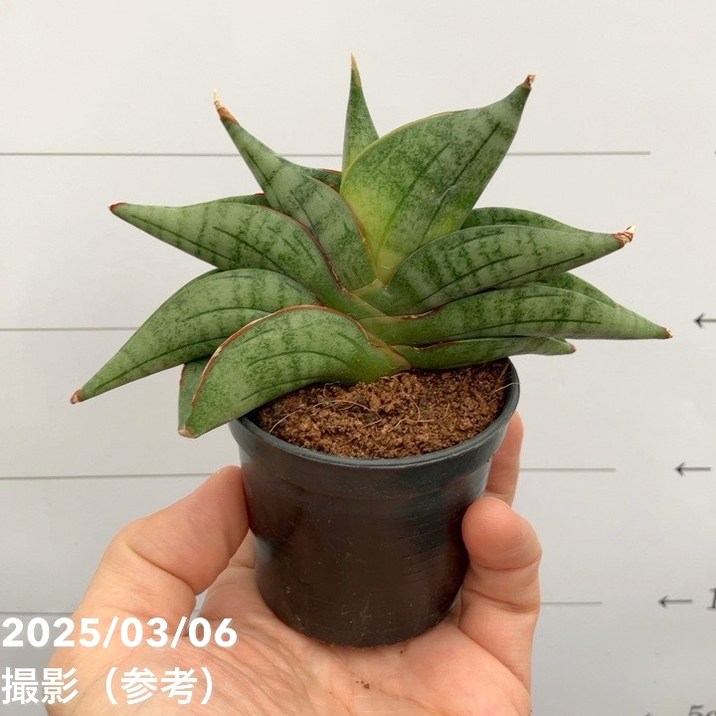 期間限定10％OFF！】サンスベリア 3号角鉢 ヴィエンヌ Vienne 6-7cm