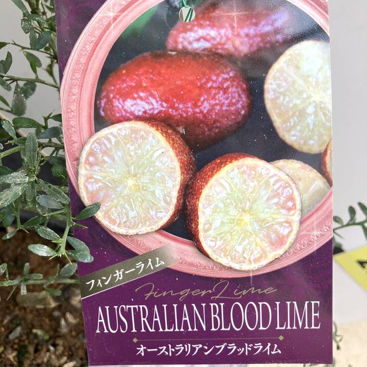 フィンガーライム 4.5号 オーストラリアンブラッドライム｜柑橘｜果樹
