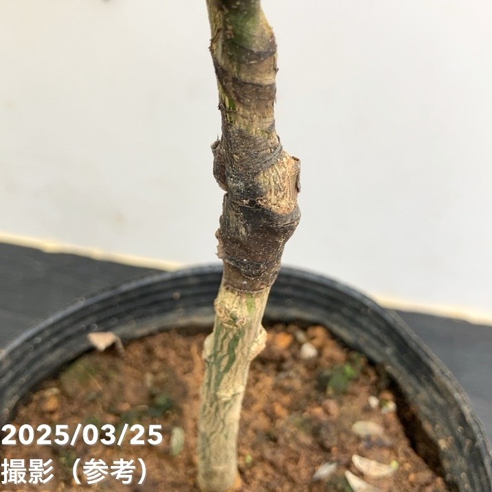 フィンガーライム 4.5号 オーストラリアンブラッドライム｜柑橘｜果樹