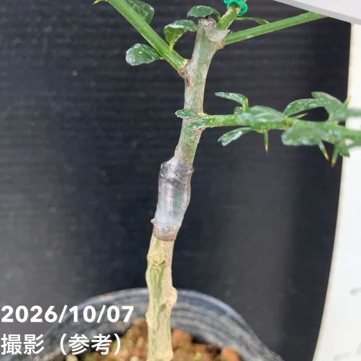 フィンガーライム 4.5号 オーストラリアンブラッドライム｜柑橘｜果樹