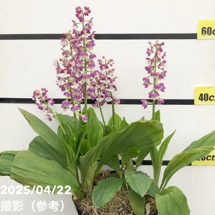 現品お届け】エビネ 9号(7)|洋蘭10-TU | 草花,洋ラン | 赤塚植物園 現品お届け】エビネ 9号(7)|洋蘭10-TU | 草花,洋ラン | 赤塚植物園