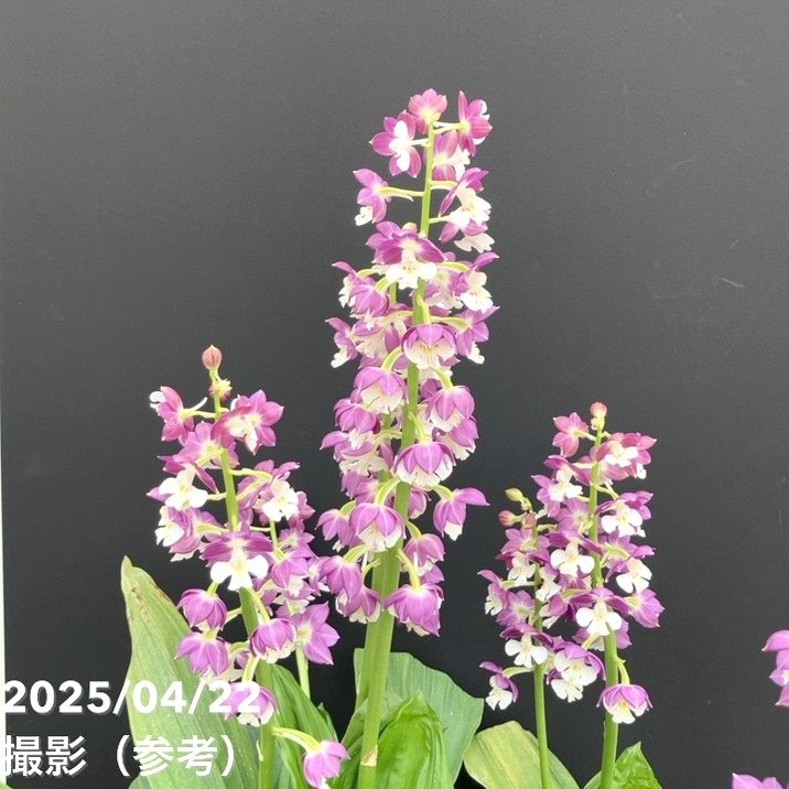 現品お届け】エビネ 9号（7）｜洋蘭10-TU | 草花,洋ラン | 赤塚植物園