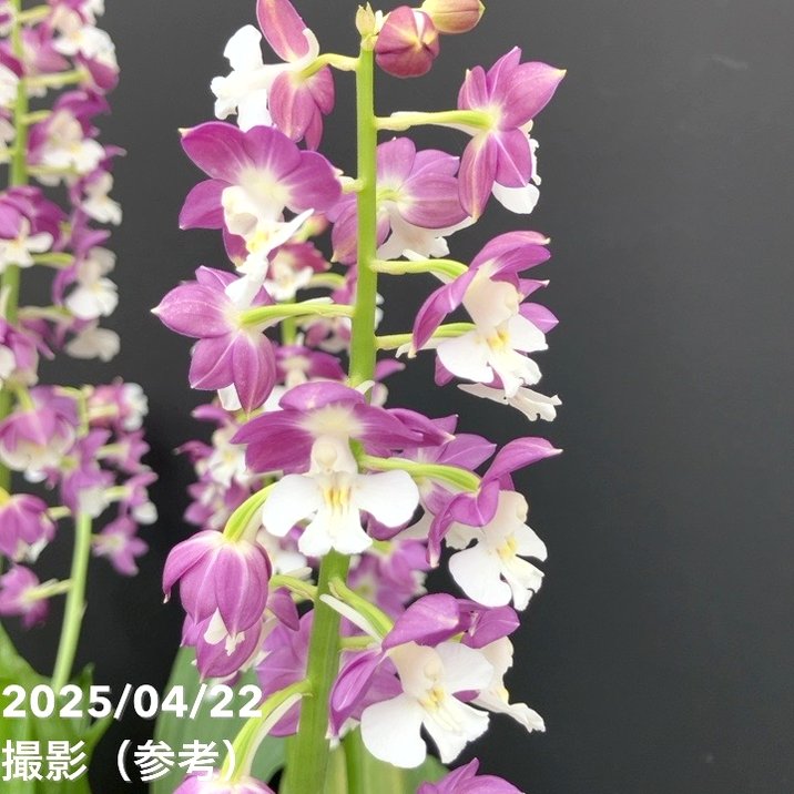 現品お届け】エビネ 9号（7）｜洋蘭10-TU | 草花,洋ラン | 赤塚植物園