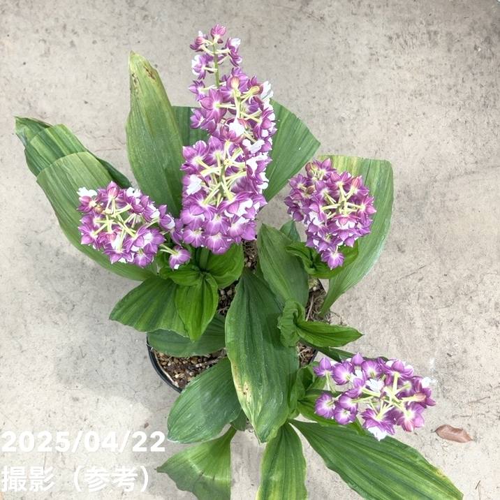 エビネ　エビネ蘭　蘭　苗　〘 e 9 〙 超激 希少 エビネ エビネ蘭 蘭 苗 〘 e 9 〙 超激 希少