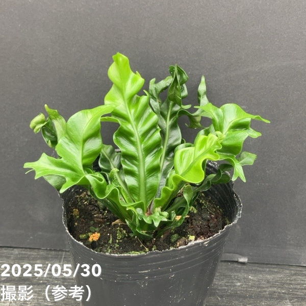 植物販売 アスプレニウム プリカーツム エイトー 3号｜観葉10-TU | 観葉・多肉