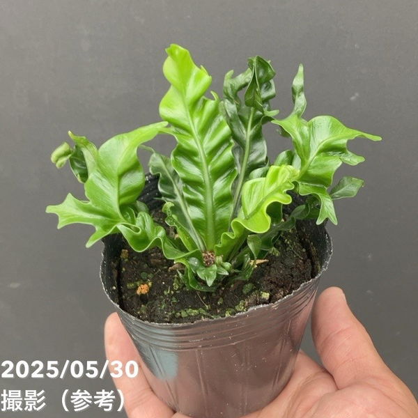 アスプレニウム プリカーツム エイトー 3号｜観葉10-TU | 観葉・多肉