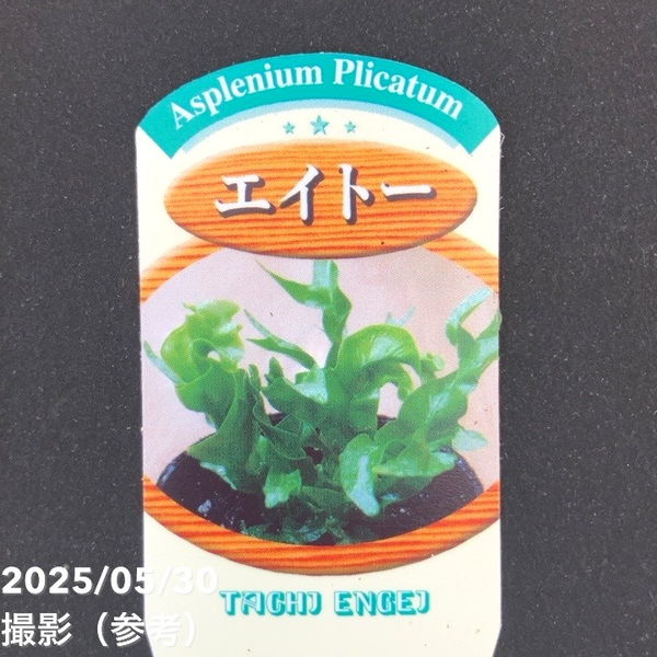 アスプレニウム プリカーツム エイトー 3号｜観葉10-TU | 観葉・多肉