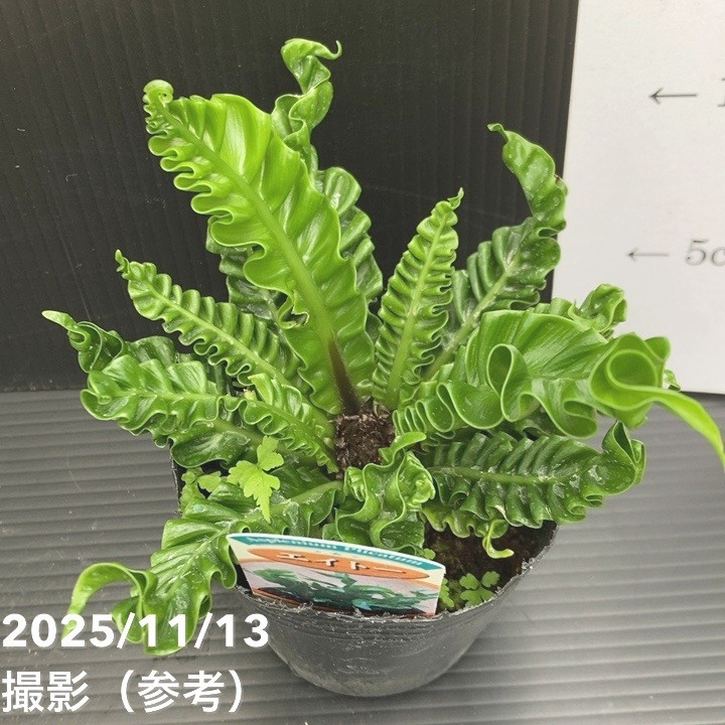 アスプレニウム プリカーツム エイトー 3号｜観葉10-TU | 観葉・多肉