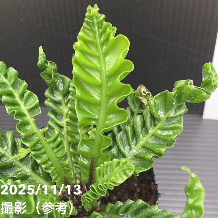 アスプレニウム プリカーツム エイトー 3号｜観葉10-TU | 観葉・多肉