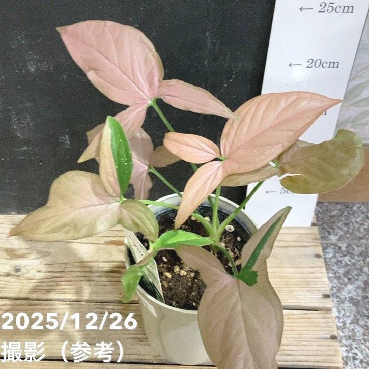 斑入り　シンゴニウム　レッドスポット　苗　 観葉植物。。 シンゴニウム レッドスポットトリカラー 3.5号｜観葉04-PA | 観葉