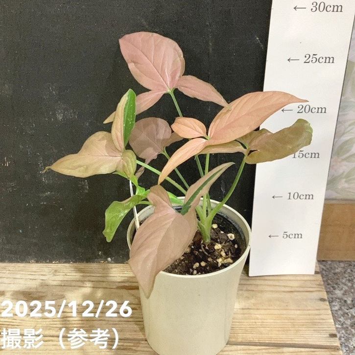 シンゴニウム レッドスポットトリカラー 3.5号｜観葉04-PA | 観葉