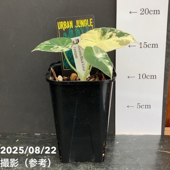 アロカシア　ブラックベルベット斑入り 現品お届け】アロカシア ブラックベルベット 斑入り Alocasia Black