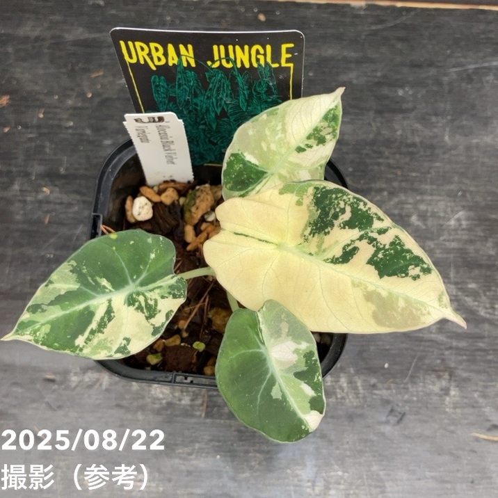 現品お届け】アロカシア ブラックベルベット 斑入り Alocasia Black
