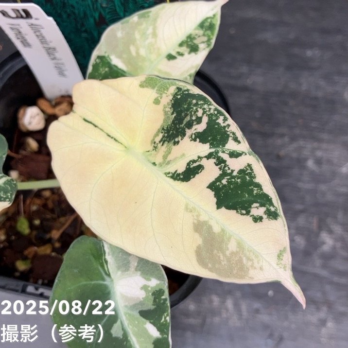 現品お届け】アロカシア ブラックベルベット 斑入り Alocasia Black