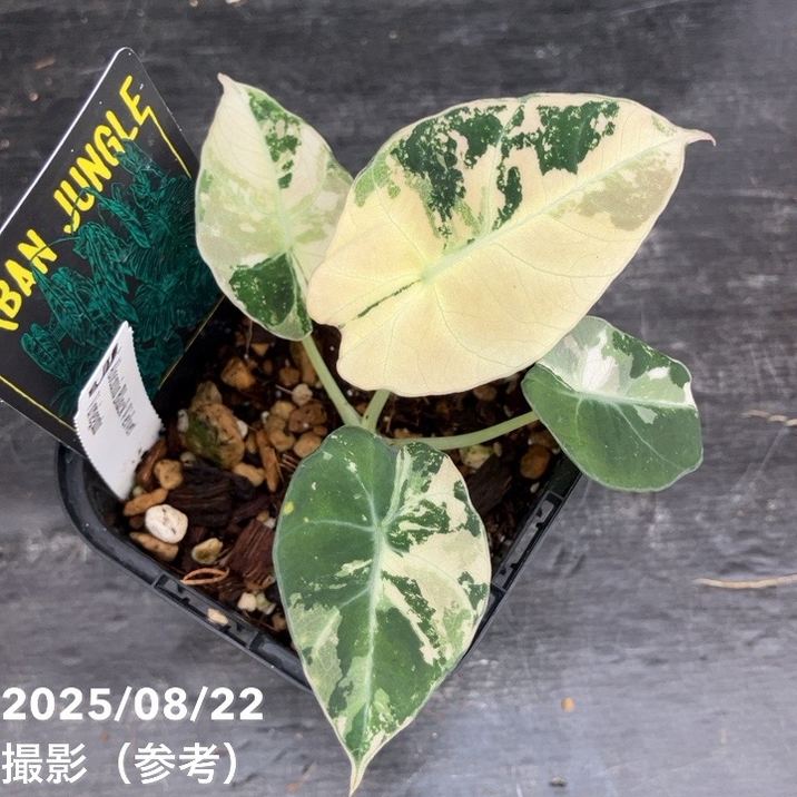 現品お届け】アロカシア ブラックベルベット 斑入り Alocasia Black