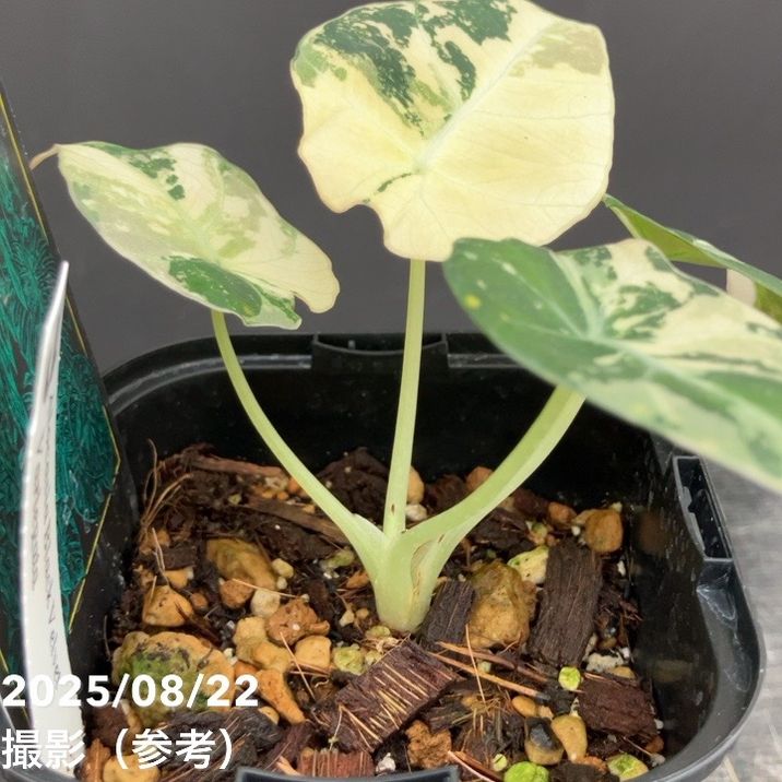 現品お届け】アロカシア ブラックベルベット 斑入り Alocasia Black