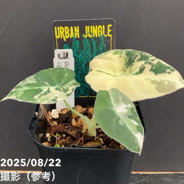 現品お届け】アロカシア ブラックベルベット 斑入り Alocasia Black