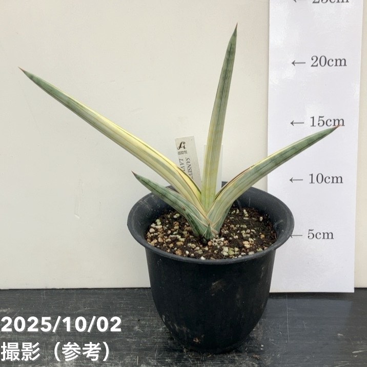 【現品】サンセベリア サワディー 斑入り 3.5号 ① 現品お届け】サンスベリア 4号 Lav.1970 斑入り（ラブラノス1970斑入り