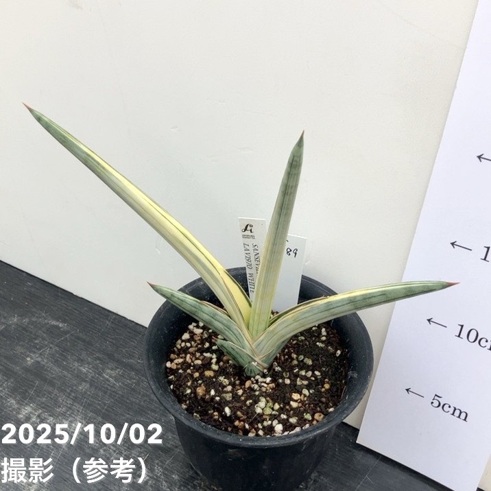 現品お届け】サンスベリア 4号 Lav.1970 斑入り（ラブラノス1970斑入り