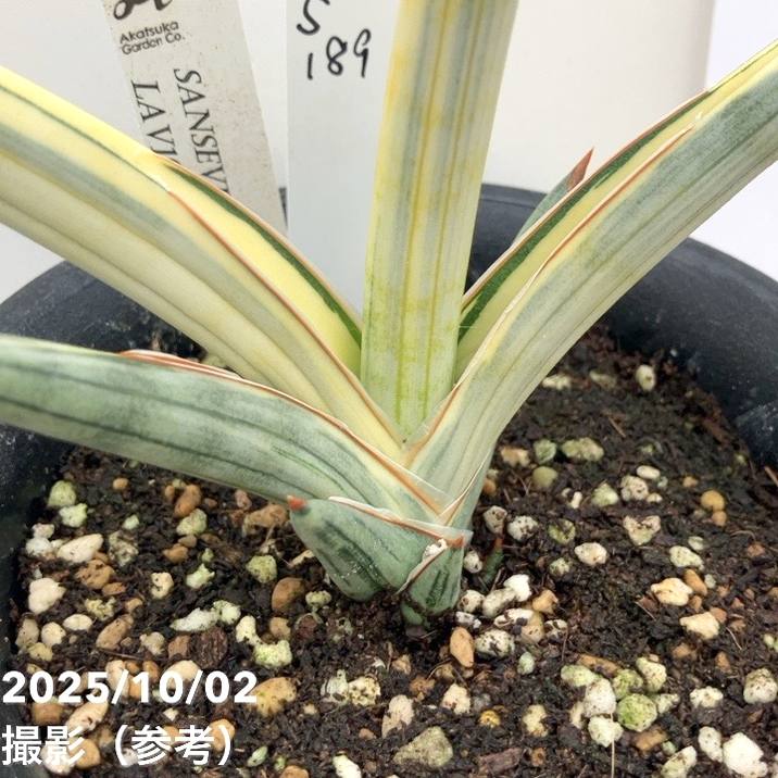 現品お届け】サンスベリア 4号 Lav.1970 斑入り（ラブラノス1970斑入り