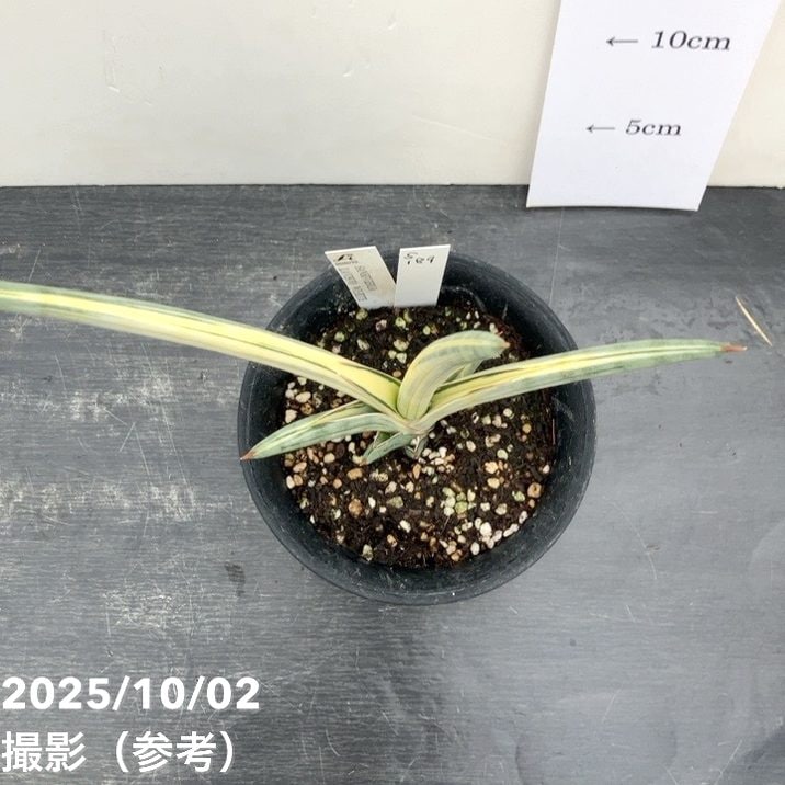 現品お届け】サンスベリア 4号 Lav.1970 斑入り（ラブラノス1970斑入り