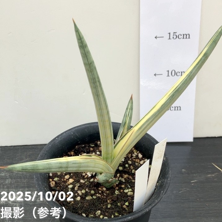 サンスベリア　ラブラノリス　1970　White aurea サンスベリア ラブラノリス 1970 White aurea サンスベリア