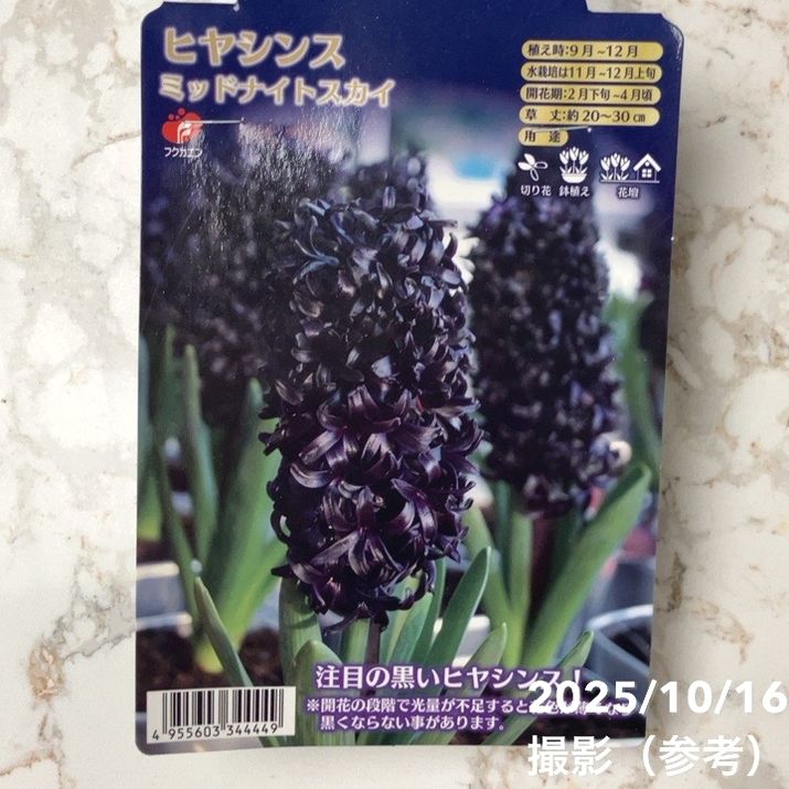 ヒアシンス ミッドナイトスカイ 1球入り×2袋セット｜球根04-PA | タネ