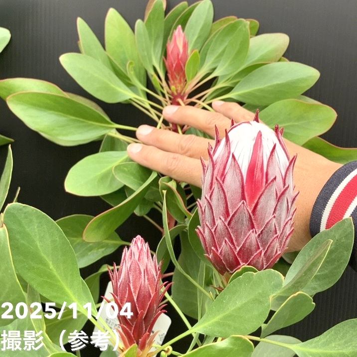 年始セール】プロテア・リトルプリンス /大株 シナロイデス 1/12撮影