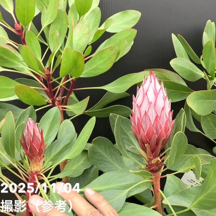 現品お届け】キングプロテア リトルプリンス（5花付き）7号苗 PVP