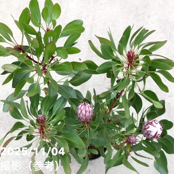 ①お花6本立ちキングプロテア・リトルプリンス８号鉢 ①お花6本立ちキングプロテア・リトルプリンス8号鉢