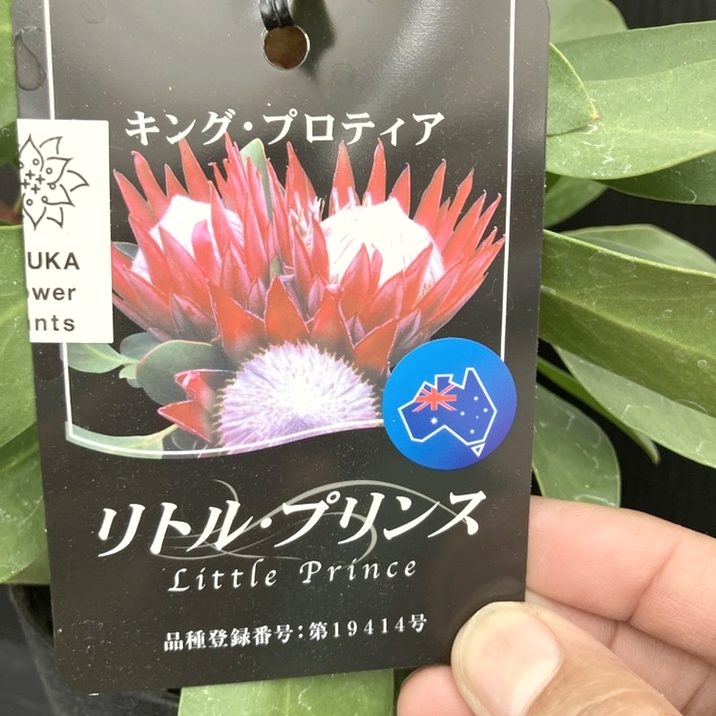 ①お花6本立ちキングプロテア・リトルプリンス８号鉢 高さ80㎝ お花6本立ちキングプロテア・リトルプリンス8号鉢 園芸