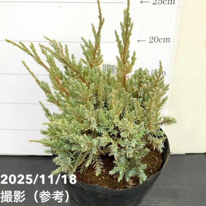 コニファー ドリームジョイ 5号|花木10-TU