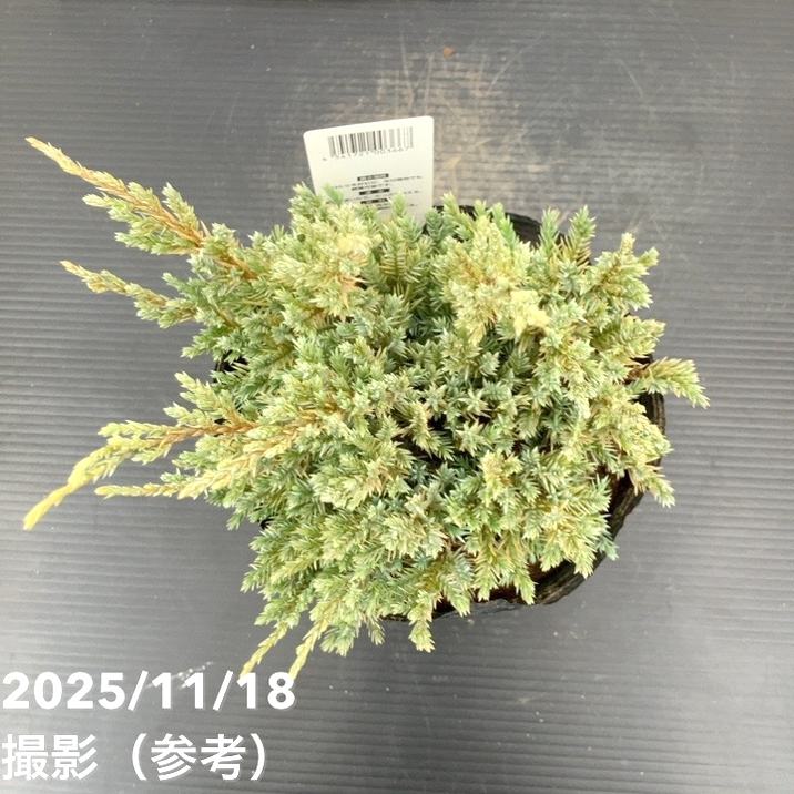 コニファー ドリームジョイ 5号|花木10-TU