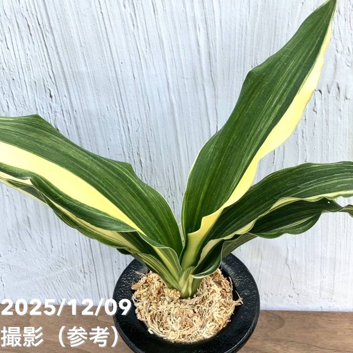 現品お届け】豊明園 万年青 オモト 出世実生 陶器鉢（O29）｜観葉10-TU