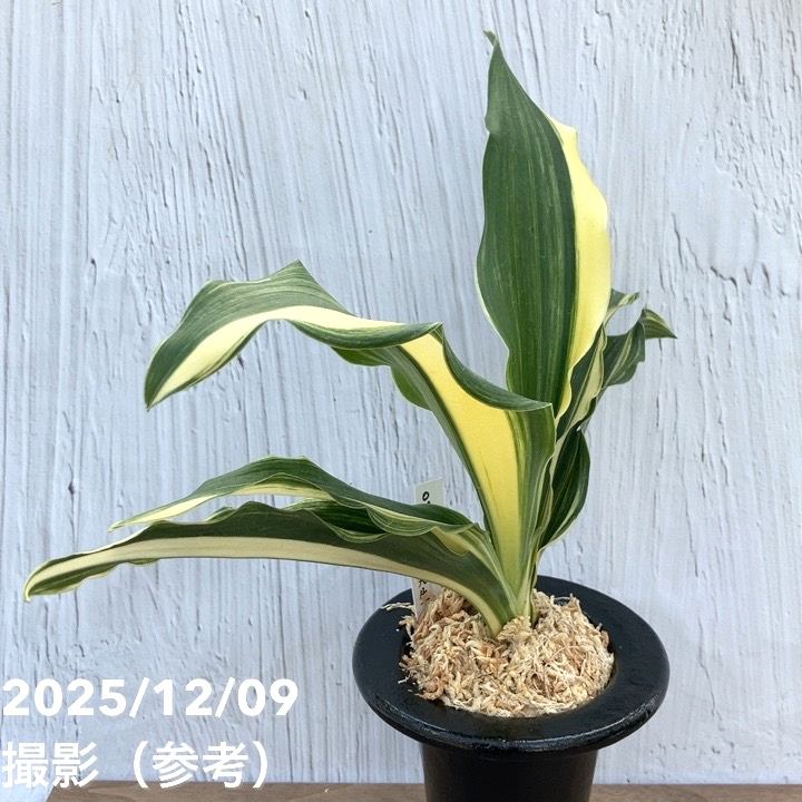 現品お届け】豊明園 万年青 オモト 出世実生 陶器鉢（O29）｜観葉10-TU