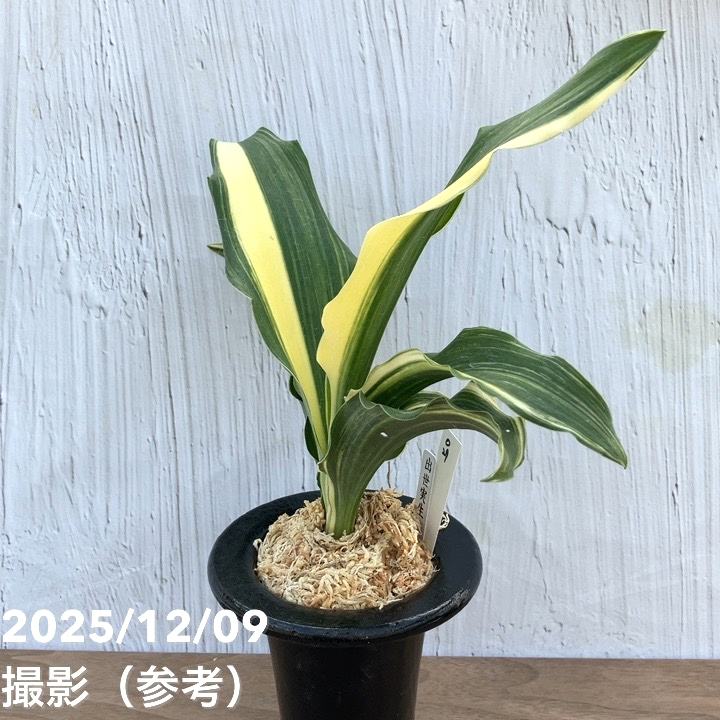 現品お届け】豊明園 万年青 オモト 出世実生 陶器鉢（O29）｜観葉10-TU