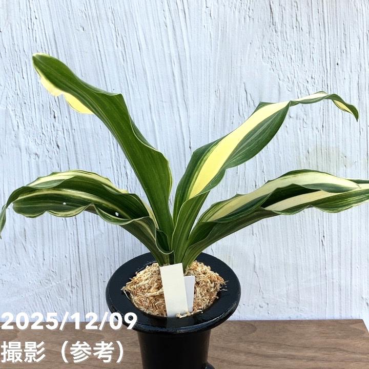 現品お届け】豊明園 万年青 オモト 出世実生 陶器鉢（O29）｜観葉10-TU