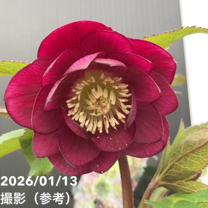 一点物】堀切園 クリスマスローズ ウィンターシンフォニー 5号角鉢