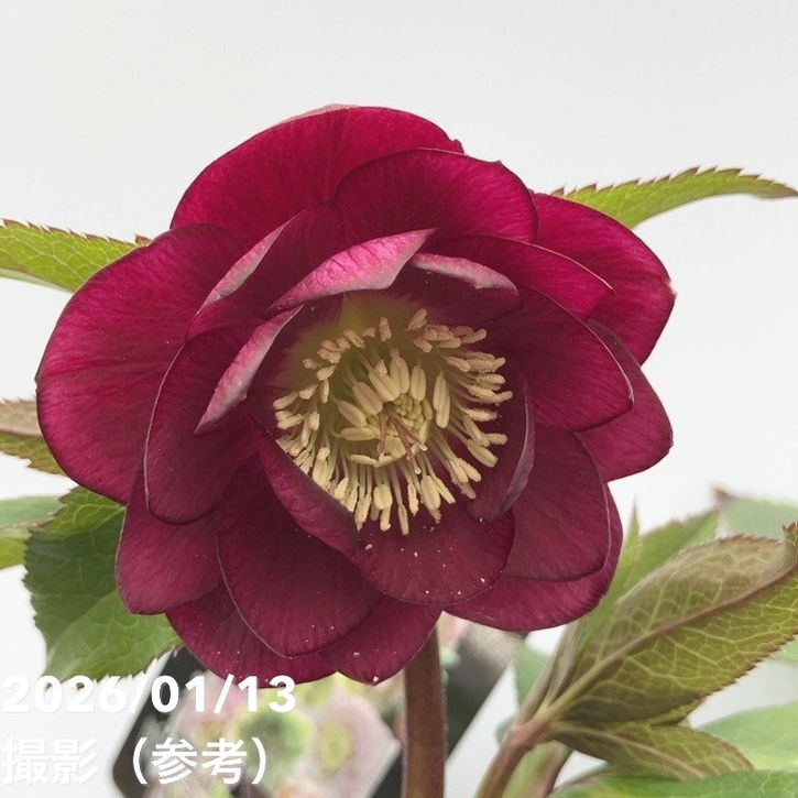 一点物】堀切園 クリスマスローズ ウィンターシンフォニー 5号角鉢