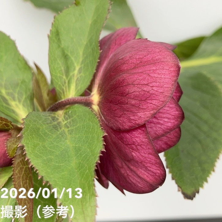 一点物】堀切園 クリスマスローズ ウィンターシンフォニー 5号角鉢