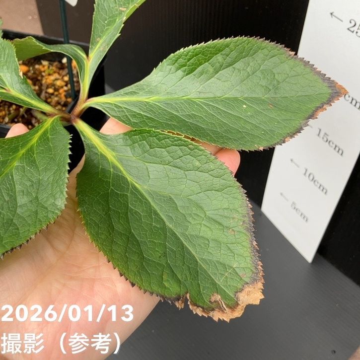 一点物】堀切園 クリスマスローズ ウィンターシンフォニー 5号角鉢